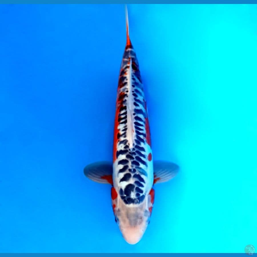 3.SHUSUI 33 cm/famale
