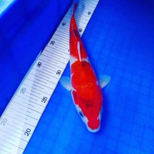 Goshiki 25cm