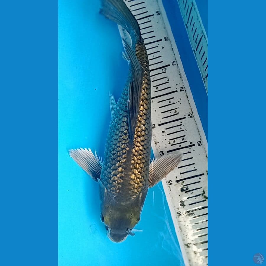 mindori ginrin selyer 42 cm