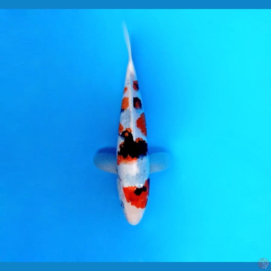10.SHOWA 25 cm/male