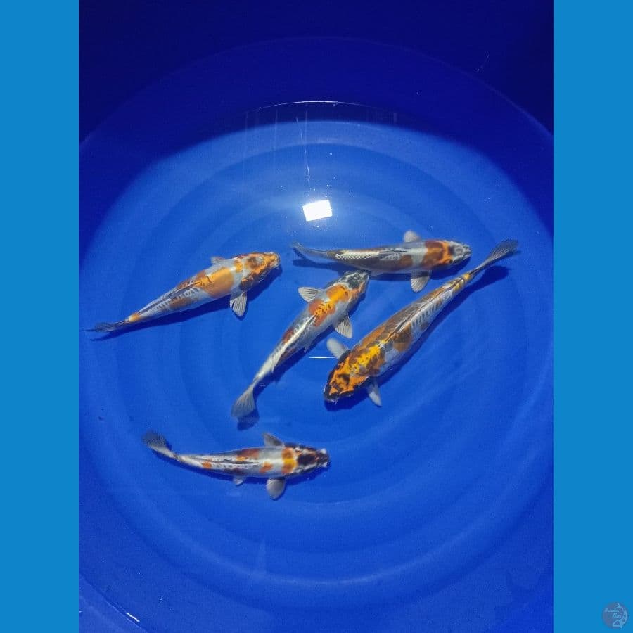 kikokuryu 23-30cm