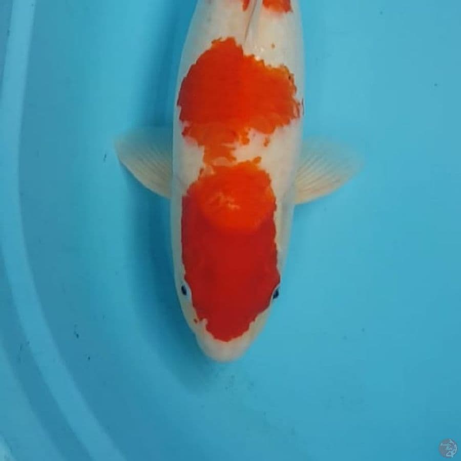 JUMBO 50cm