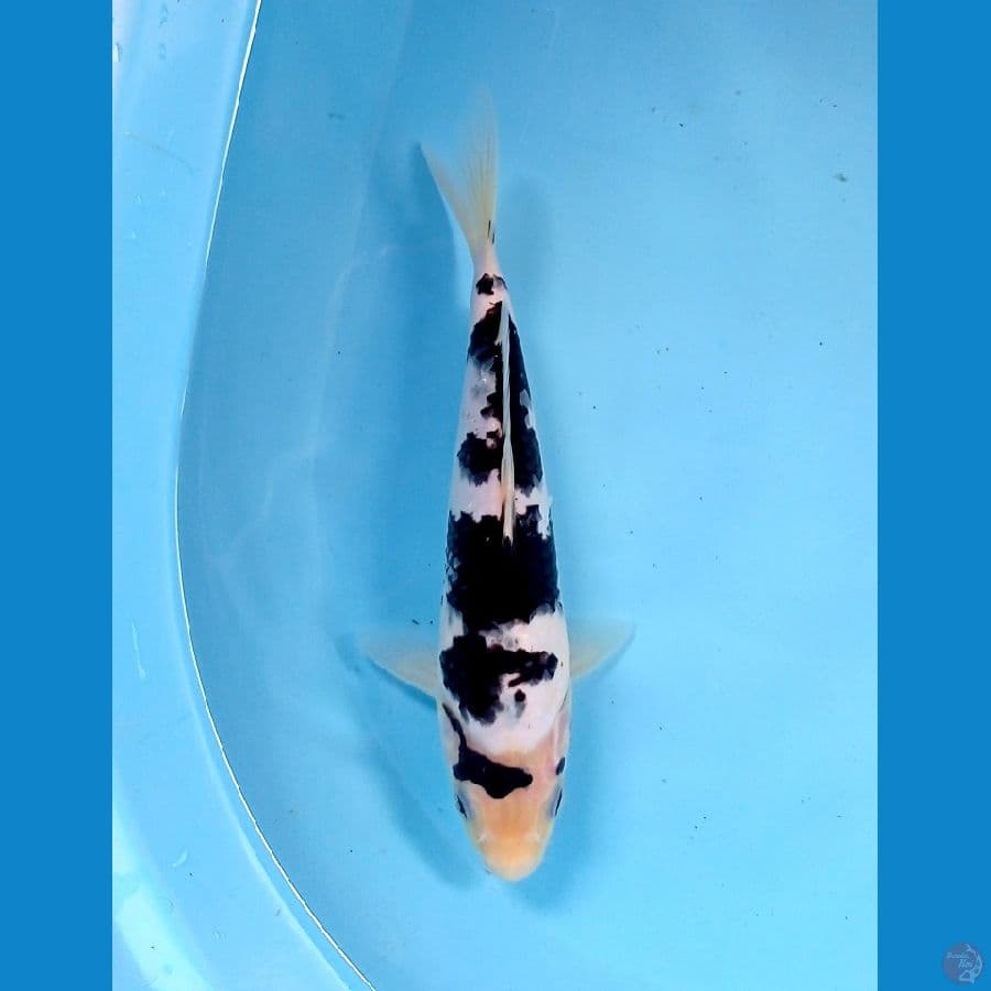 shiro 24cm