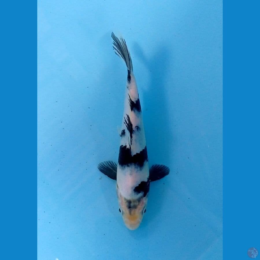 shiro 17cm