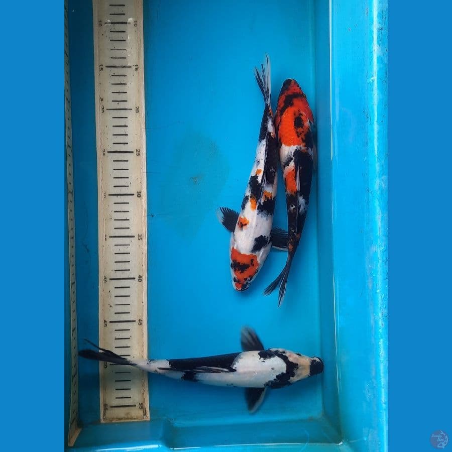 Mix showa all 27cm