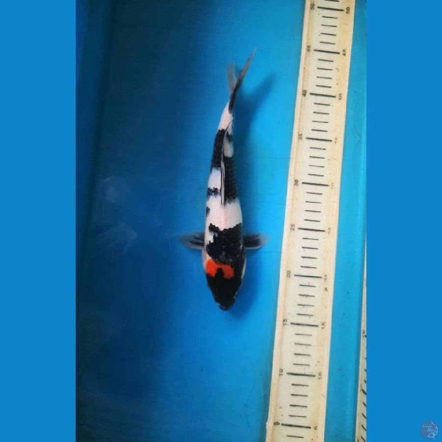26cm tancho showa