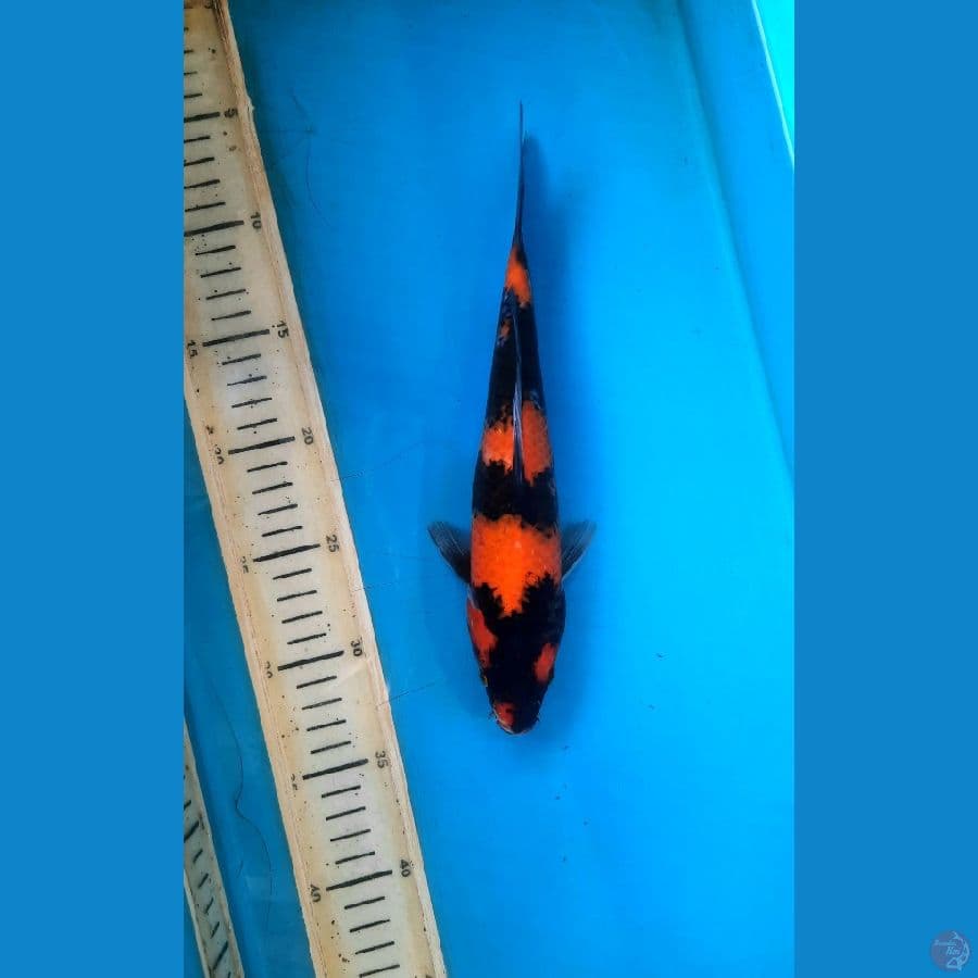 27cm Hi showa