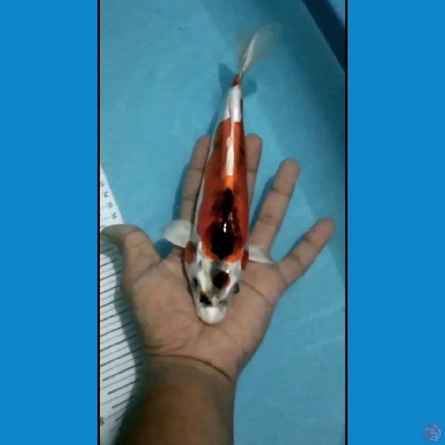 benikiko