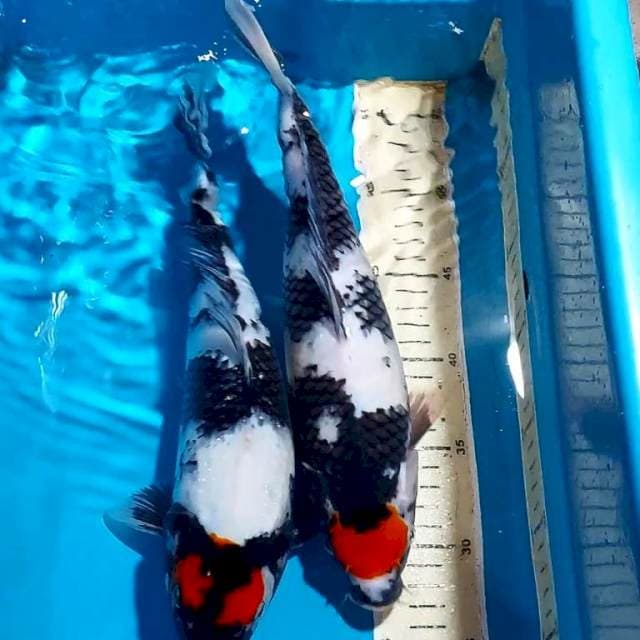 TANCHO SHOWA 34 & 35 CM