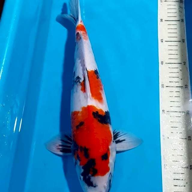 SHOWA 41 CM