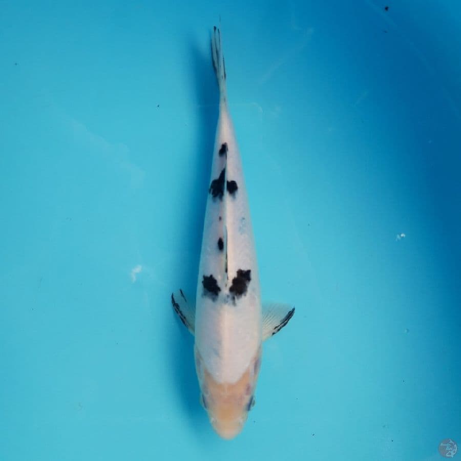Shining Bekko 24cm