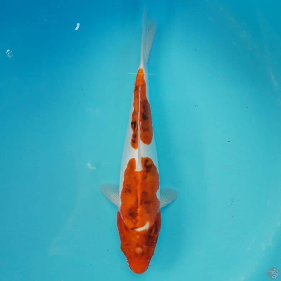 Doitsu Goromo 30cm