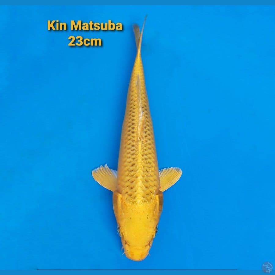 KIN MATSUBA 22CM