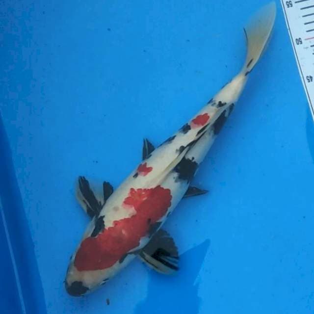 Showa 44cm