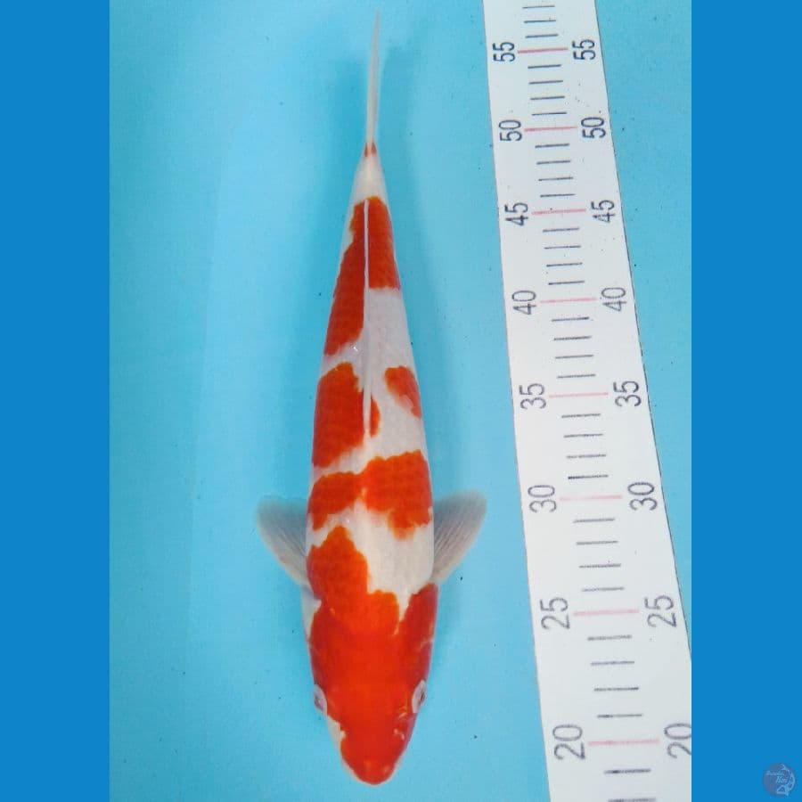 KOHAKU 35CM JANTAN