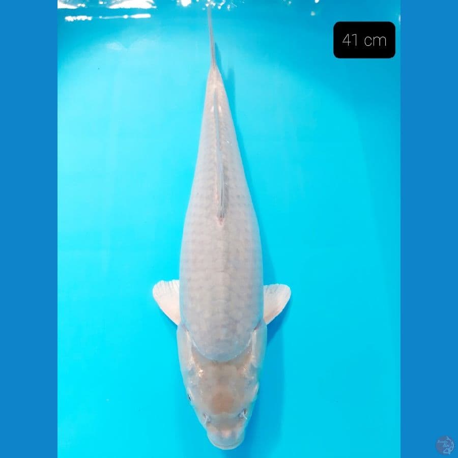 soragoi 41 cm