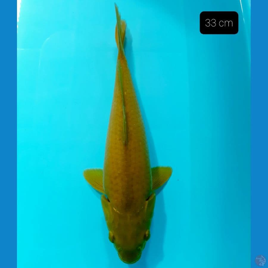 midori 33 cm