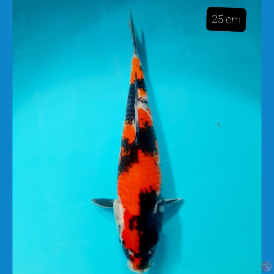 showa 25 cm