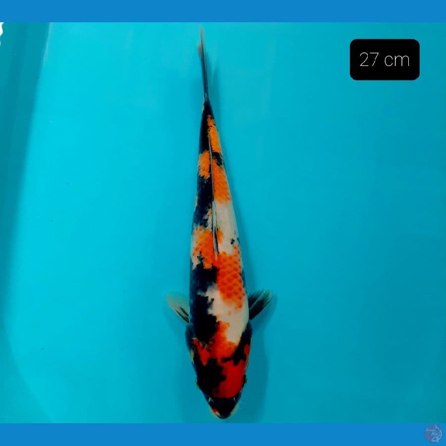 showa 27 cm