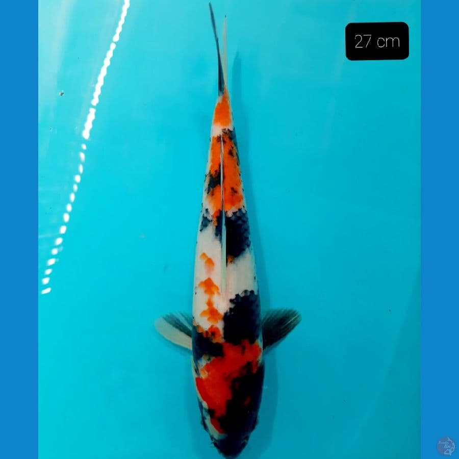 showa 27 cm