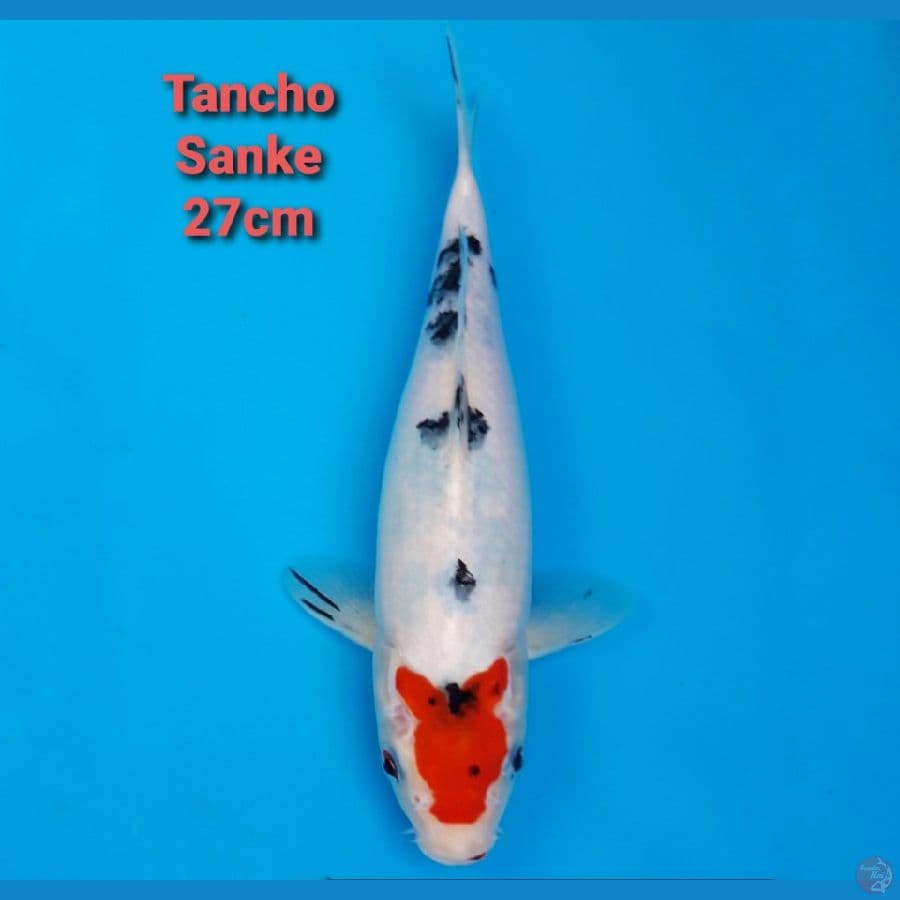 TANCHO SANKE 27CM