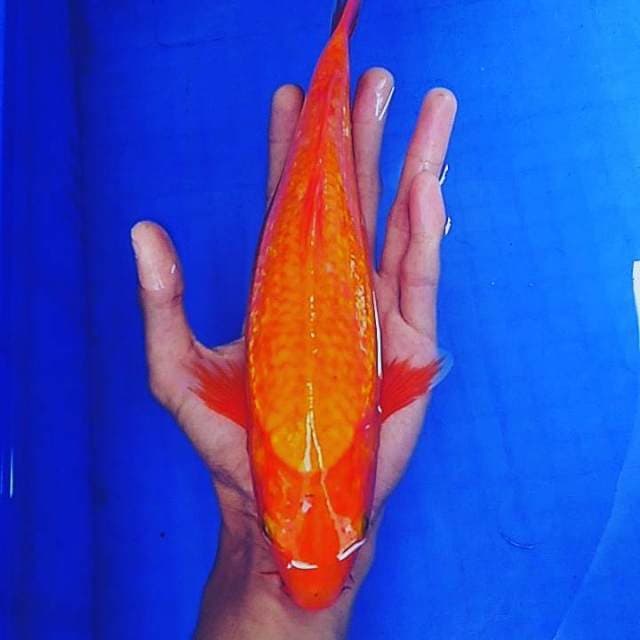 Aka hajiro ginrin 31cm