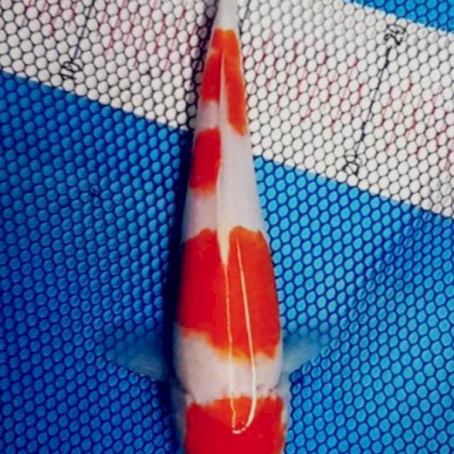 4 step,kohaku 22cm