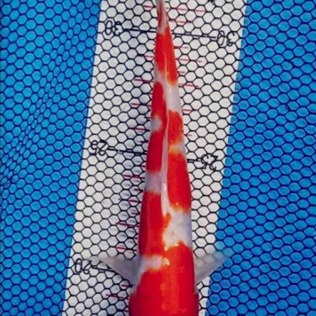 Inazuma kohaku,18cm