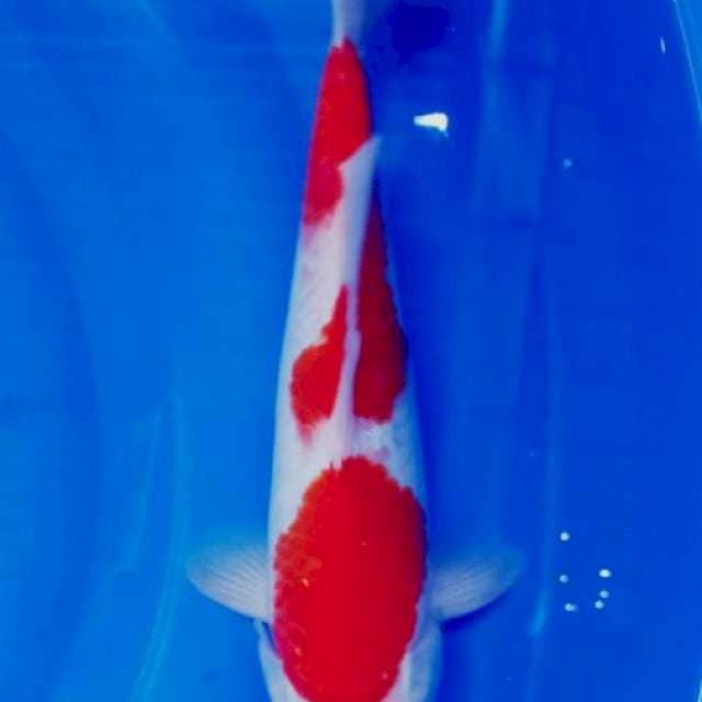 Maruten kohaku,ori 30cm