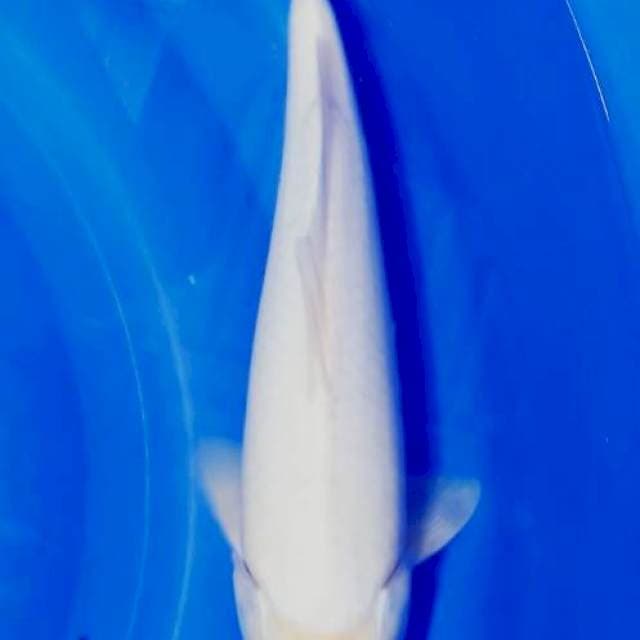 Original,tancho kohaku 33cm.jantan