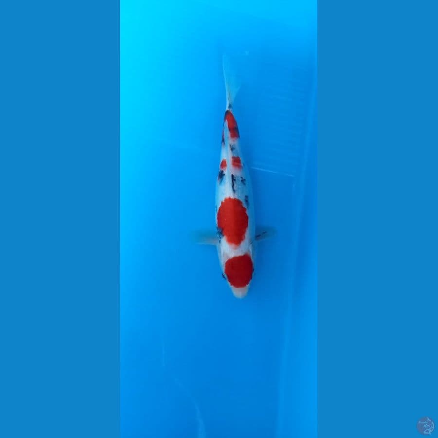 Maruten sanke 25cm