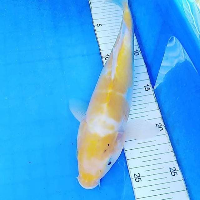 Hariwake doitcu 28cm