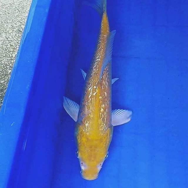 Kigoi ginrin 25cm