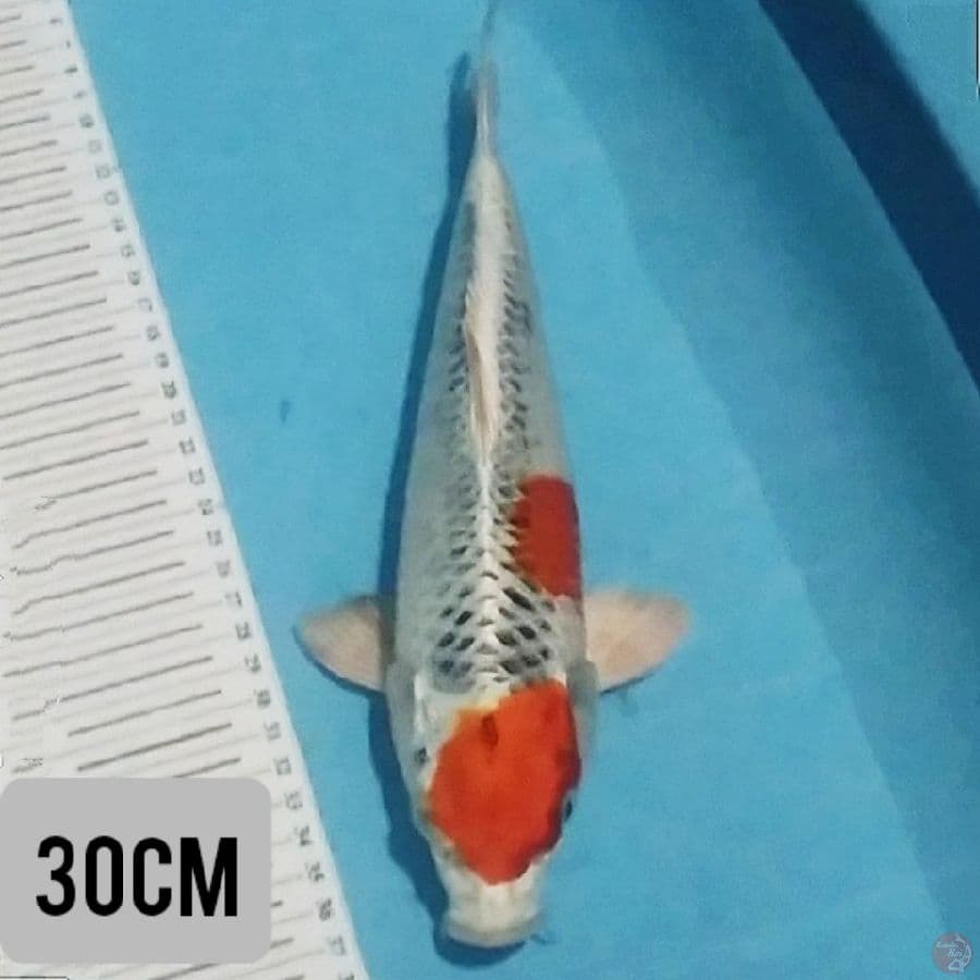 maruten kujaku