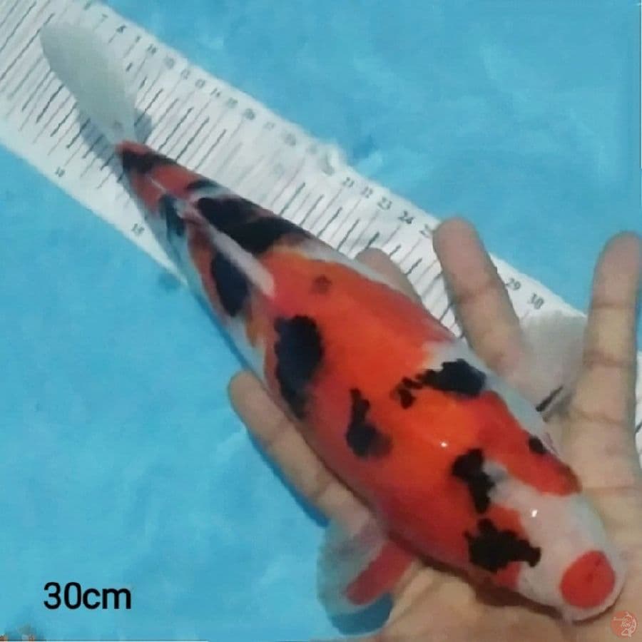 showa sansoku