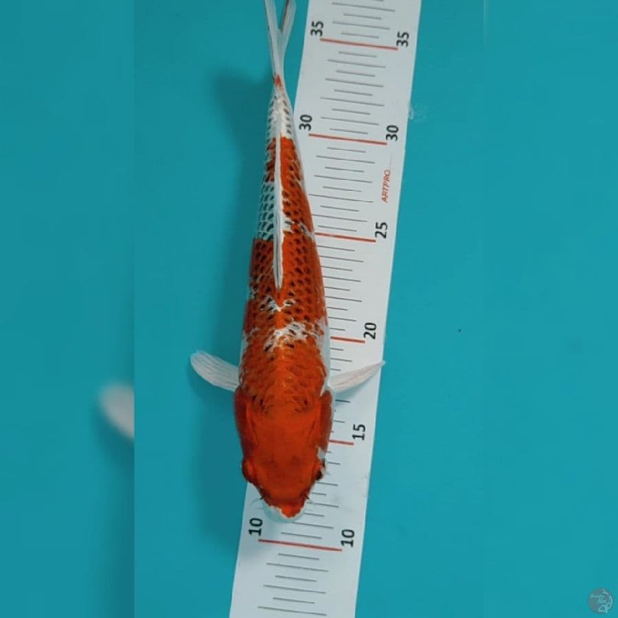 Kujaku 25cm