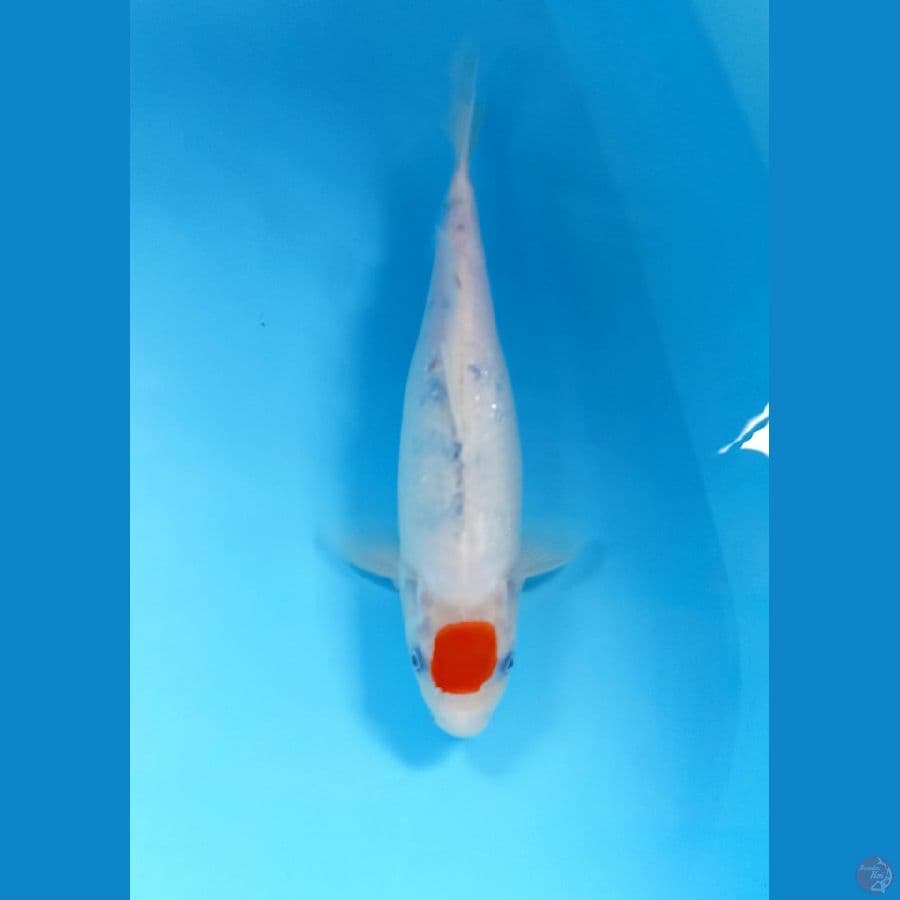 tancho 31cm