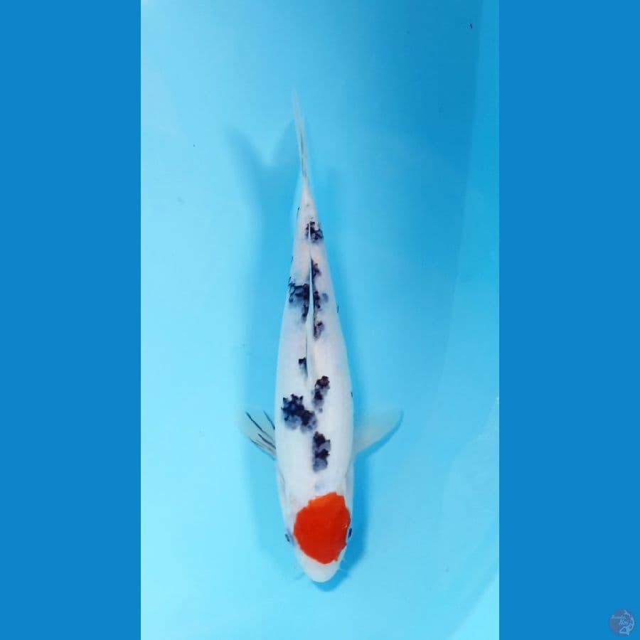 tancho sanke 24cm