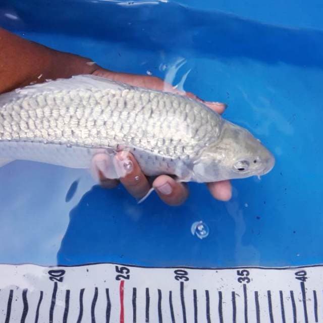 Soragoi ginrin punuk