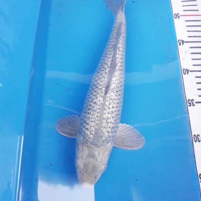 Soragoi ginrin punuk