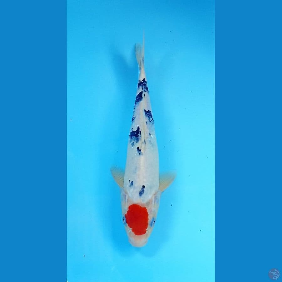 tancho sanke 27cm