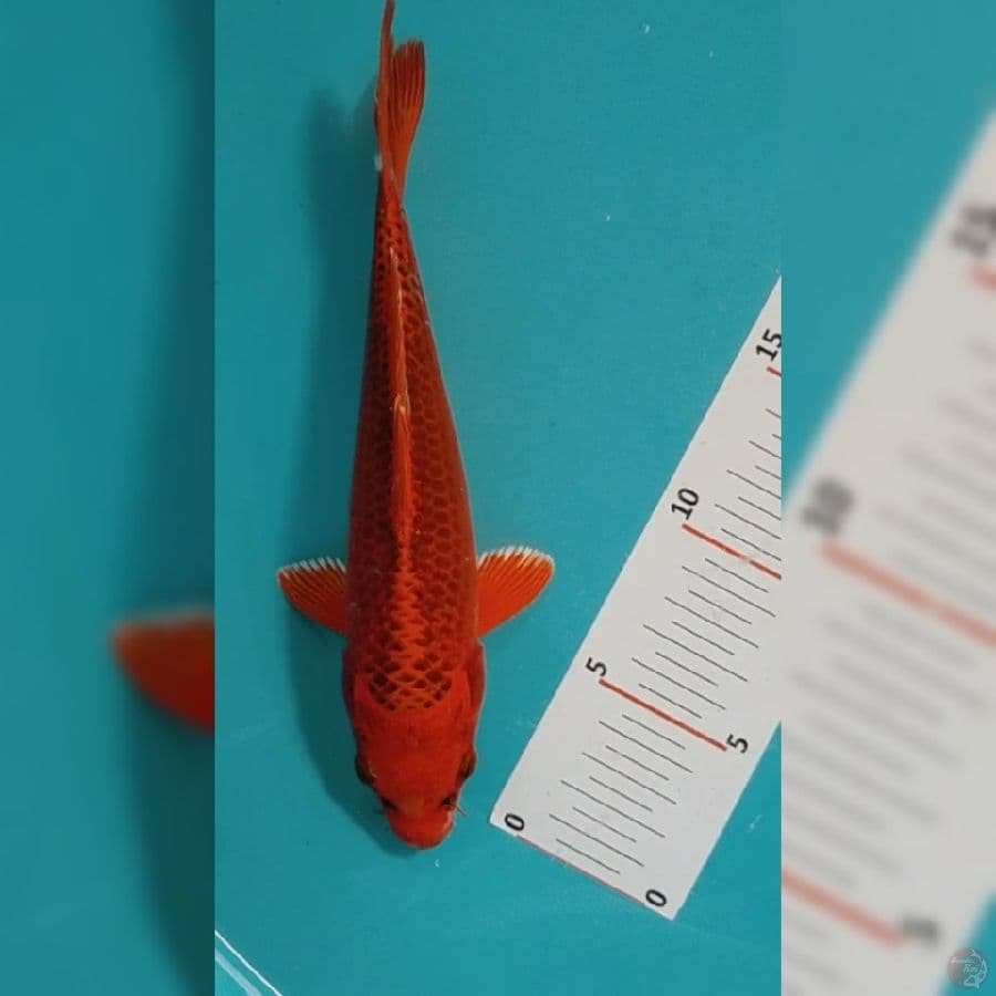 Akamatsuba 22cm