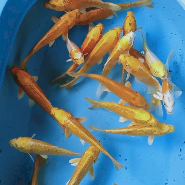 Mix hariwake ogon