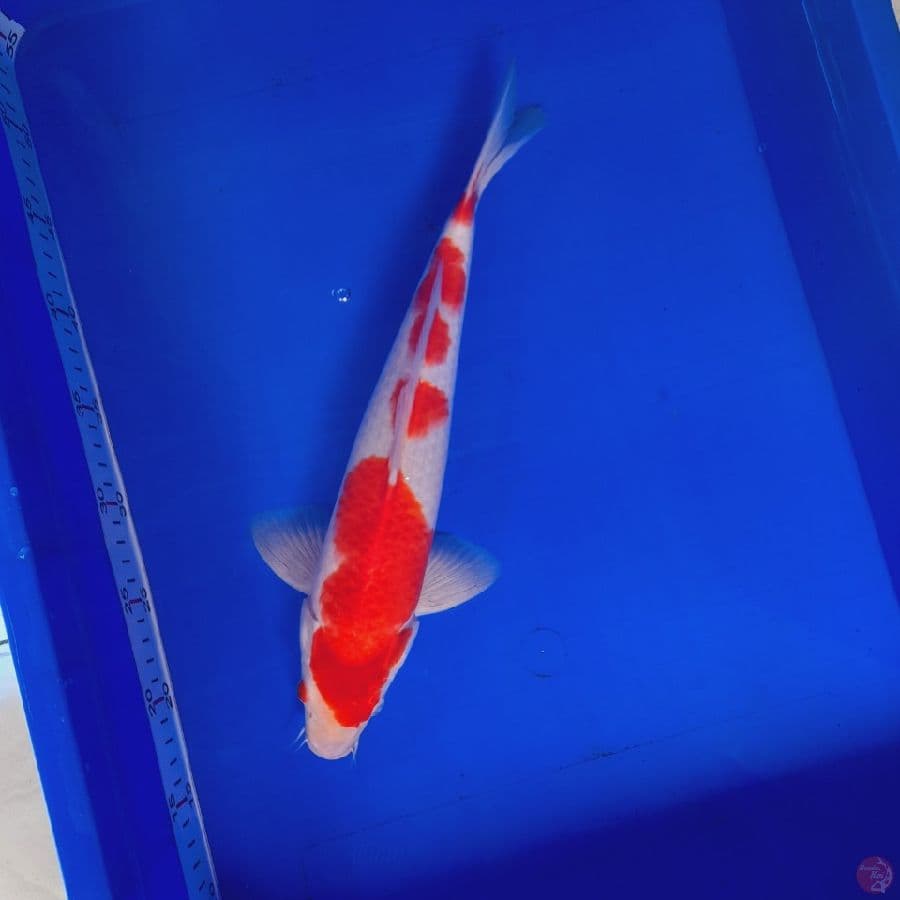kuhaku red strong 35 cm Male