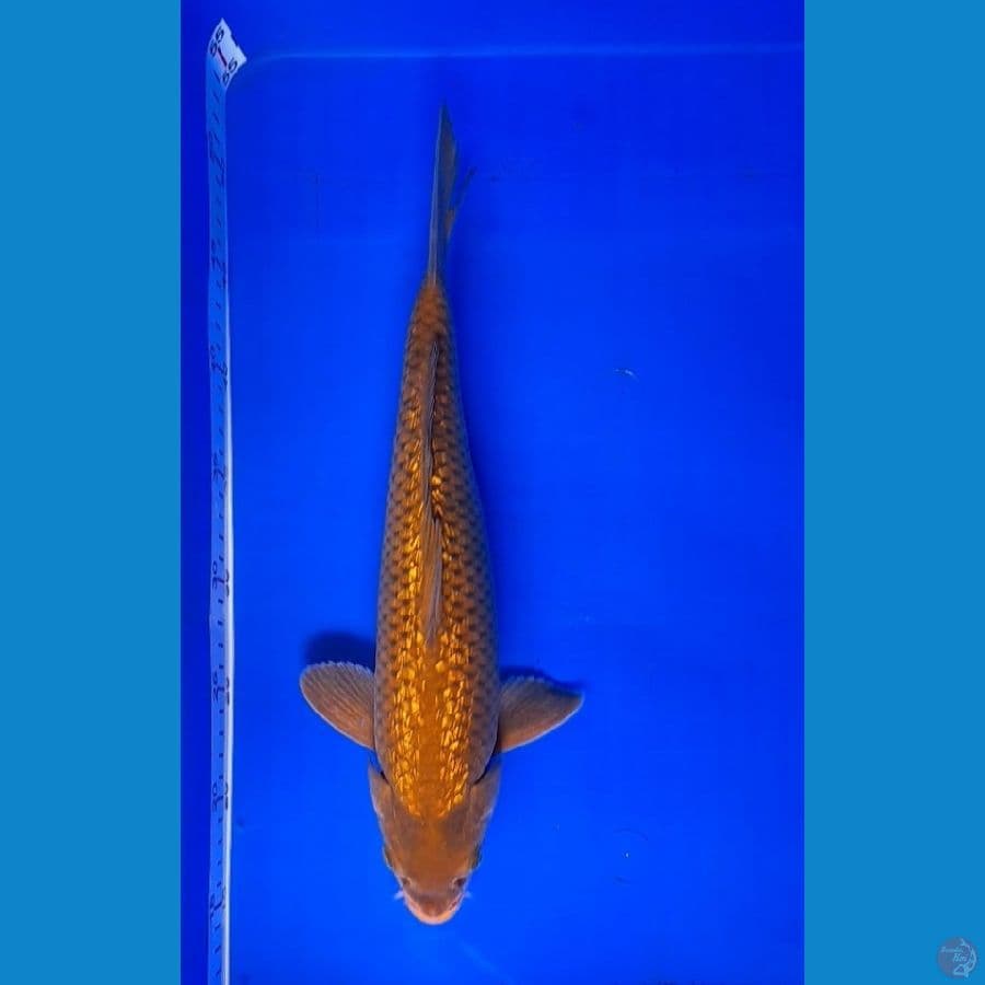 Cagoi Ginrin 35Cm