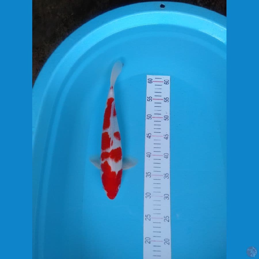 kohaku ori 36cm jantan