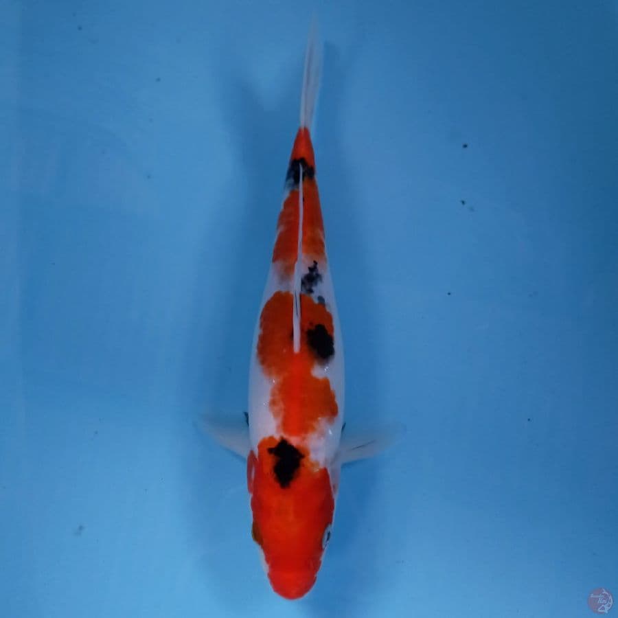 sanke, 29 cm