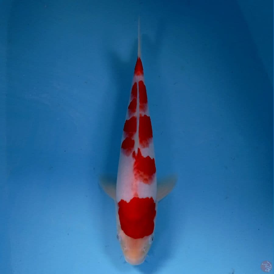 kohaku, 30 cm