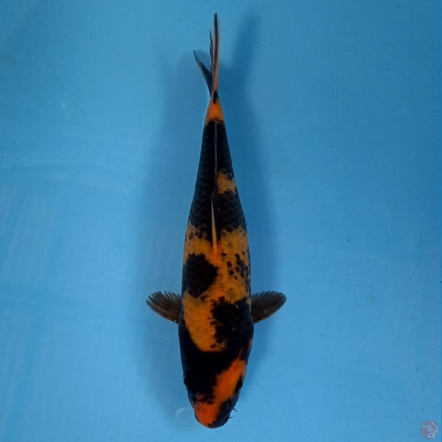 hi utsuri, 23 cm
