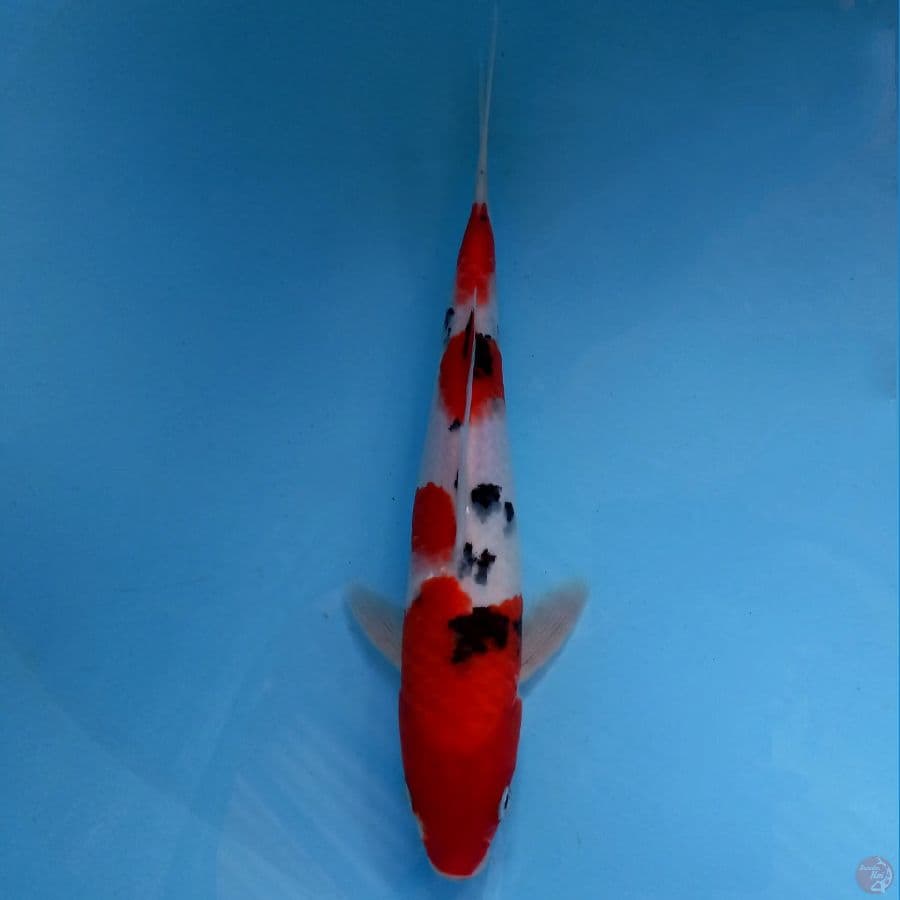 sanke, 25 cm